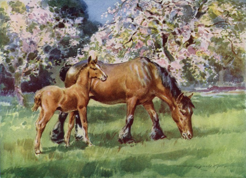 Ilustración para Mi granja (litografía en color) de Reginald Mills