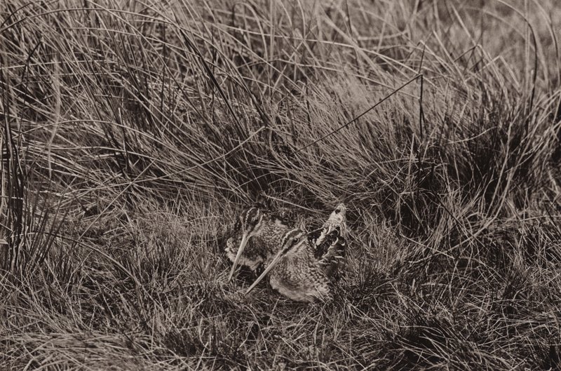 Snipes cubriendo a los jóvenes (foto b/n) de Richard and Cherry Kearton
