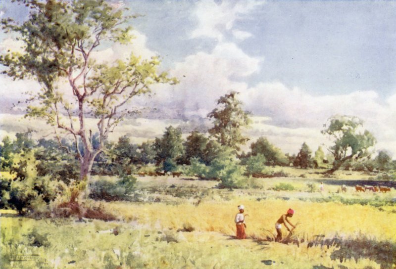 Selva de matorrales de Robert George Talbot Kelly