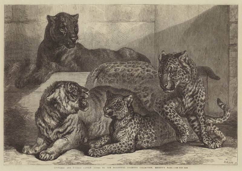 Leopardos y tigresa recientemente añadidos a la colección de la Sociedad Zoológica, Regent