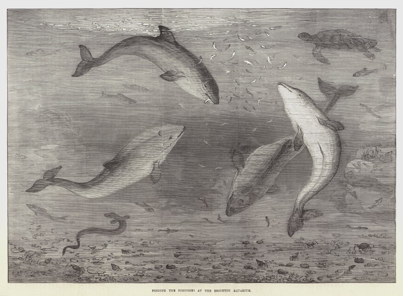 Alimentando a los marsopas en el Acuario de Brighton de Samuel Read