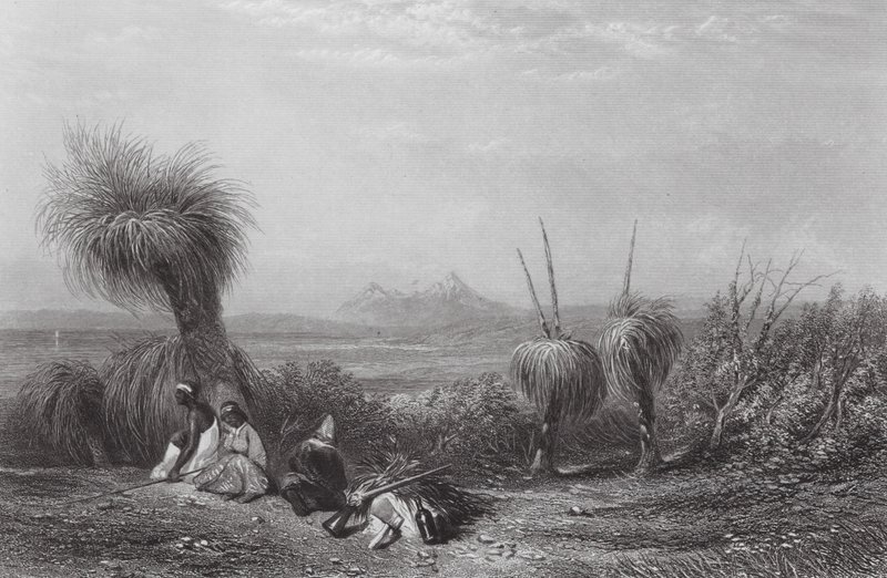 Australia: Grass Tree Plains (grabado) de Samuel (after) Prout