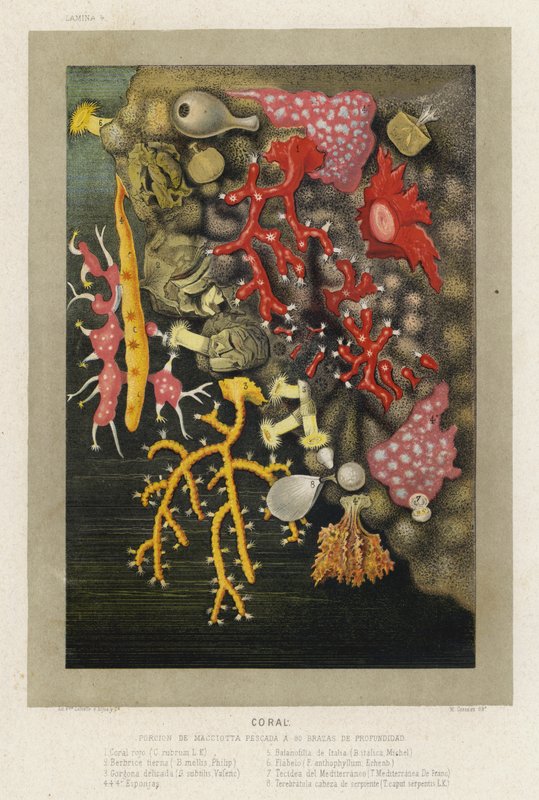 Coral de Spanish School