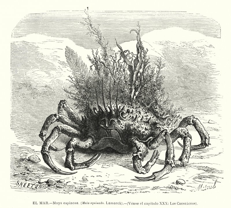 Cangrejo araña europeo (Maja squinado) de Spanish School