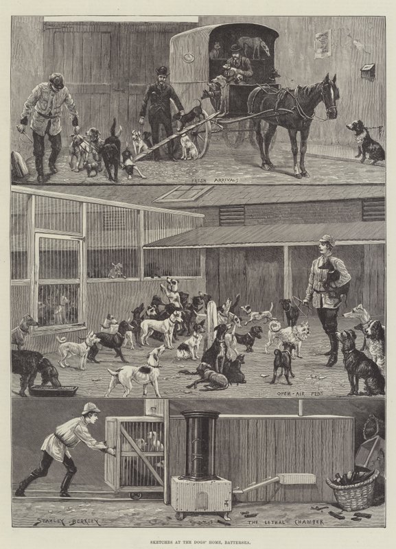 Bocetos en el refugio de perros, Battersea de Stanley Berkeley