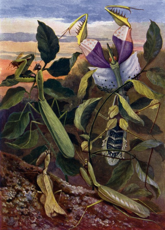 Insectos Orantes de Theobald Carreras