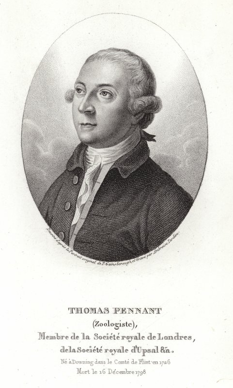 Thomas Pennant de Thomas Gainsborough