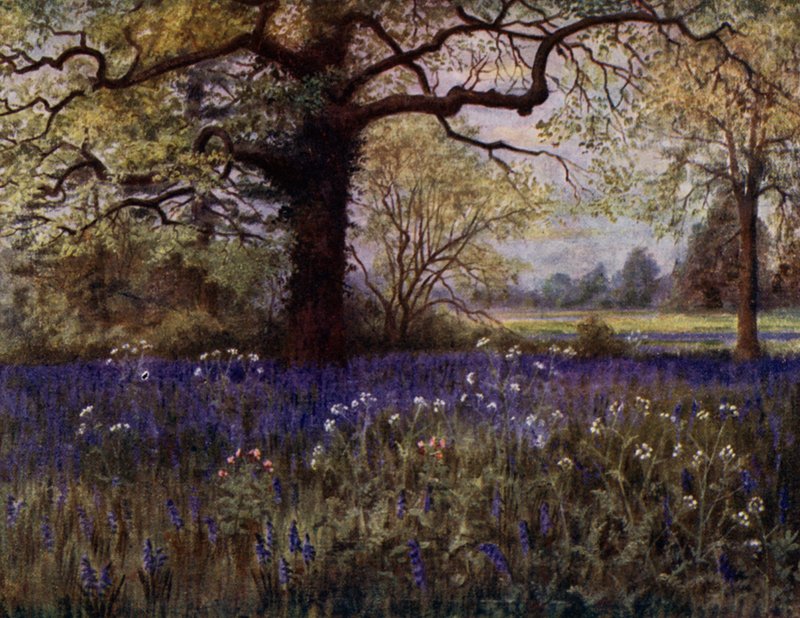 Jardines de Kew: Jacintos silvestres de Thomas Mower Martin