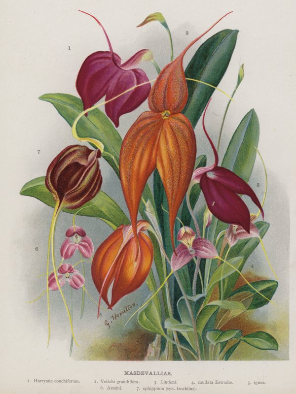 Masdevallias de Unbekannt Unbekannt