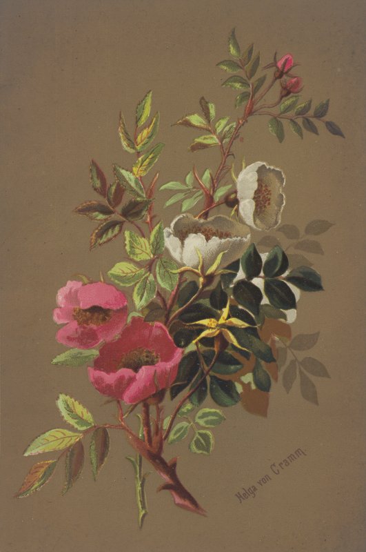 Rosas silvestres de Unbekannt Unbekannt
