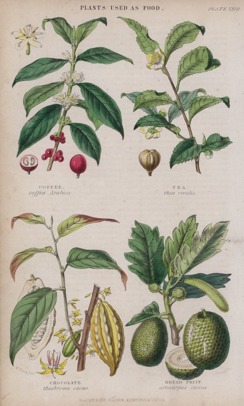 Café; Té; Chocolate; Fruta del Pan de W. Fitch