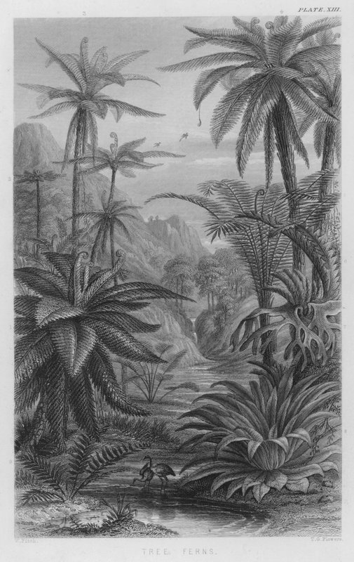 Helechos Arbóreos de W. Fitch