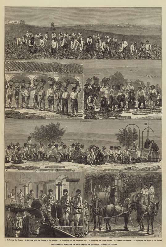 La vendimia de jerez en el viñedo Cerro de Obregón, Jerez de Walter Paget