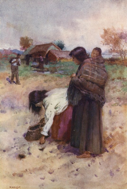 Nueva Zelanda: Plantando patatas (litografía en color) de Walter Wright