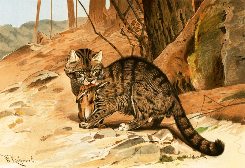Gato salvaje de Wilhelm Kuhnert