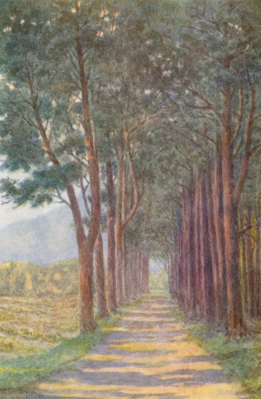 Avenida del Abeto, "Alphen" (litografía en color) de Wilhelm Westhofen