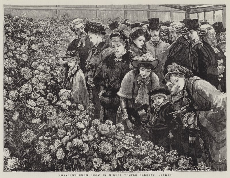 Exposición de Crisantemos en los Jardines del Middle Temple, Londres de William Small