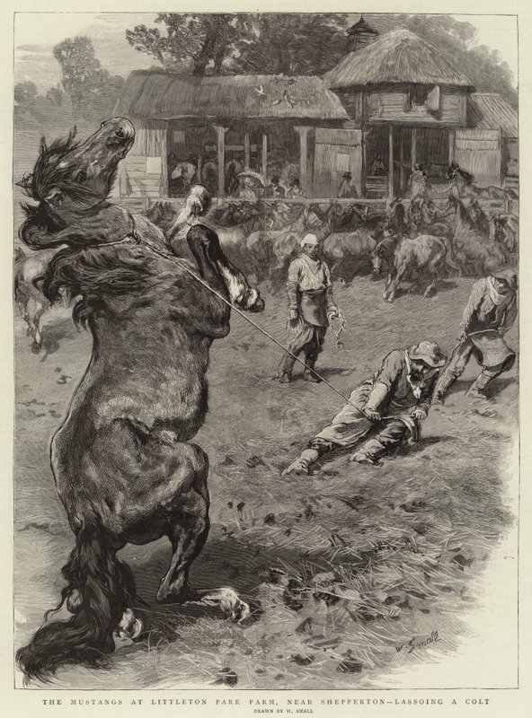Los mustangs en Littleton Park Farm, cerca de Shepperton, lazando un potro de William Small