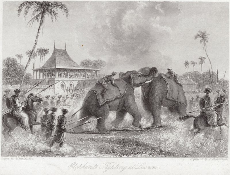 Elefantes peleando en Lucknow de William Daniell