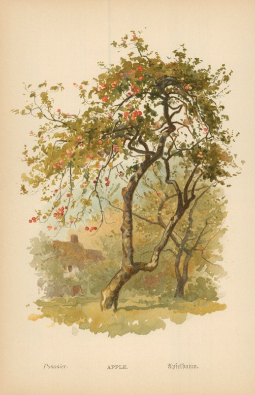 Manzana de William Henry James Boot