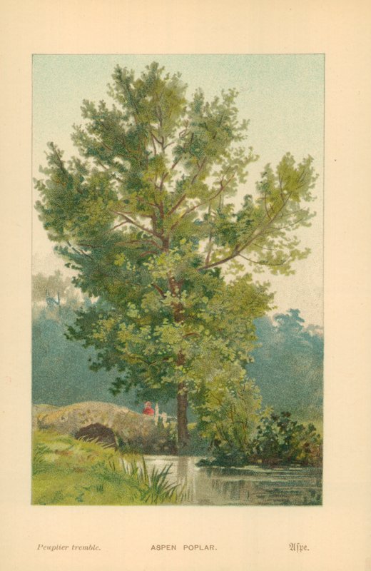 Álamo temblón de William Henry James Boot