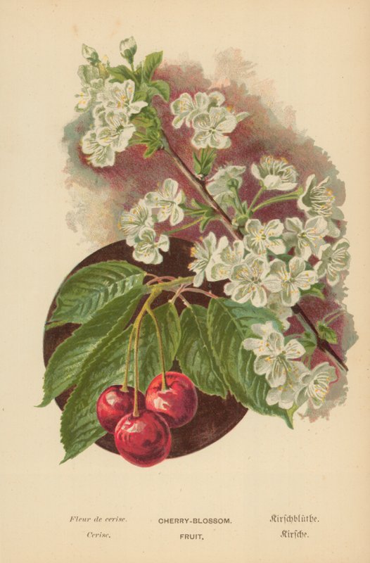 Flor de Cerezo. Fruta de William Henry James Boot