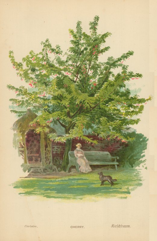 Cereza de William Henry James Boot