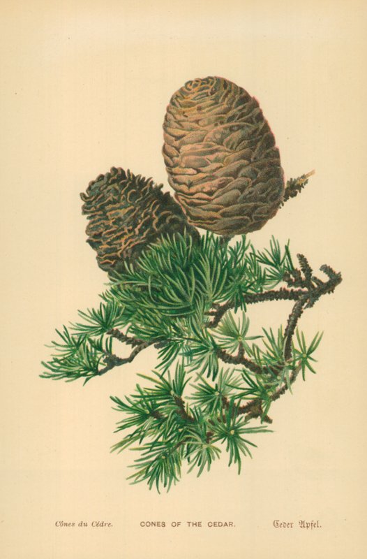 Conos del Cedro de William Henry James Boot