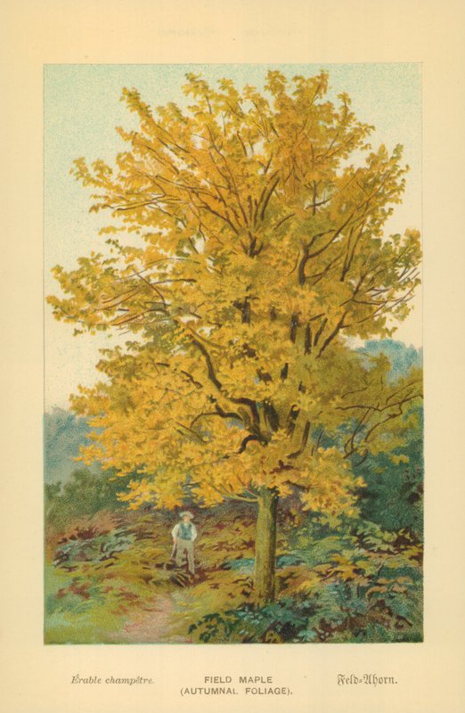 Arce de campo (Follaje otoñal) de William Henry James Boot