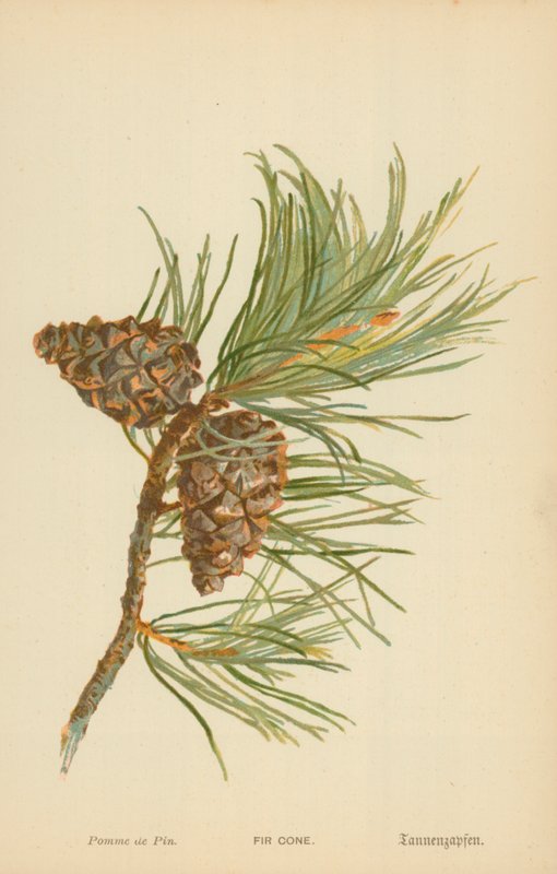 Piña de Abeto de William Henry James Boot