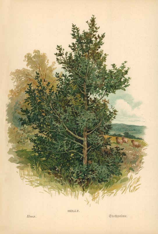 Acebo de William Henry James Boot