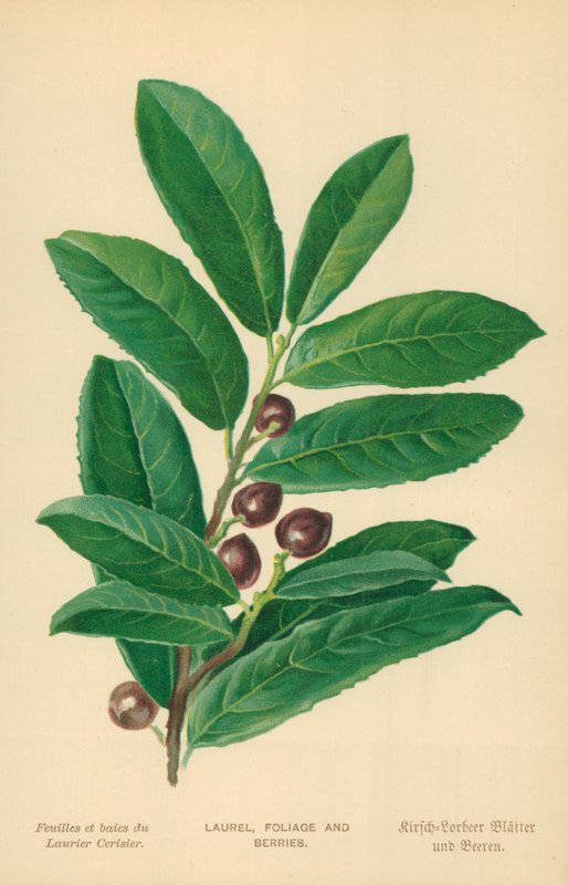 Laurel, follaje y bayas de William Henry James Boot