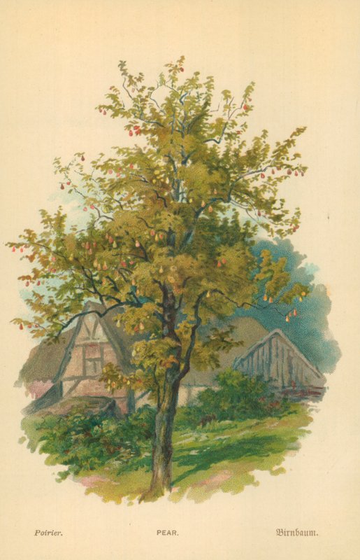 Pera de William Henry James Boot