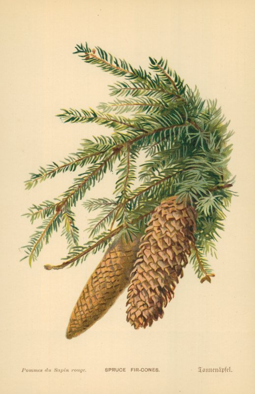 Piñas de abeto de William Henry James Boot