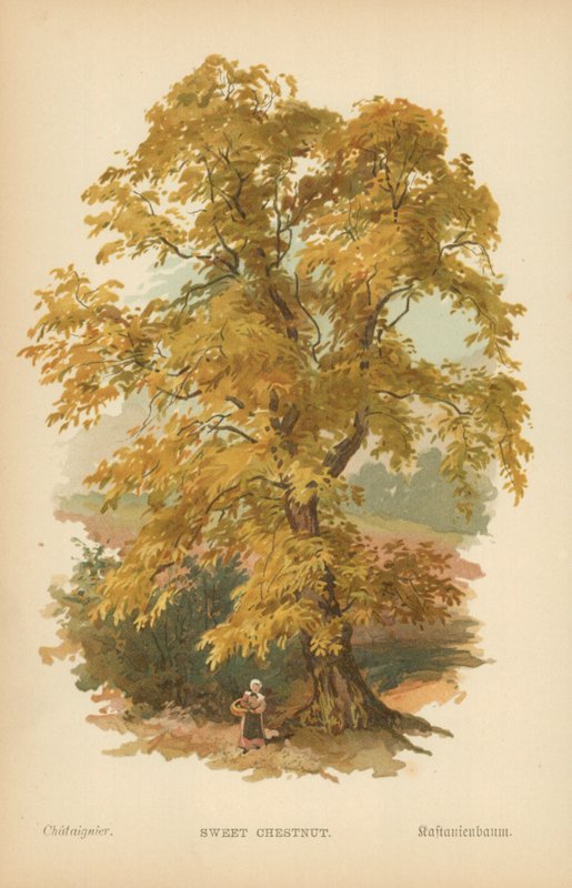 Castaño dulce de William Henry James Boot