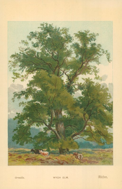 Olmo de Wych de William Henry James Boot