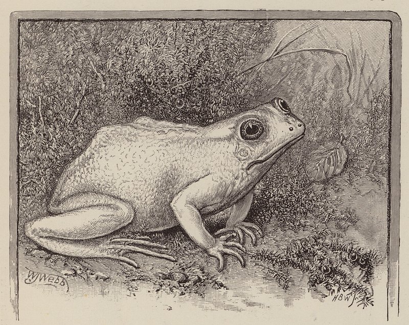 Una rana albina (grabado) de William James Webbe