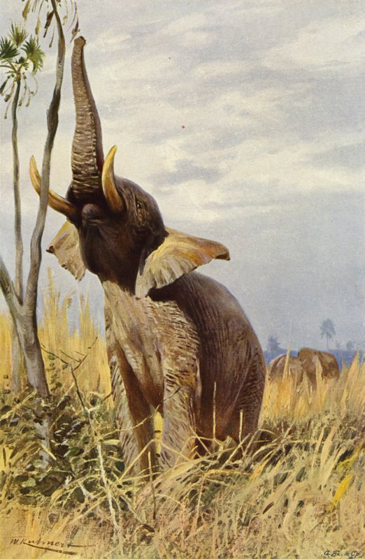 Elefante africano de after Wilhelm Kuhnert