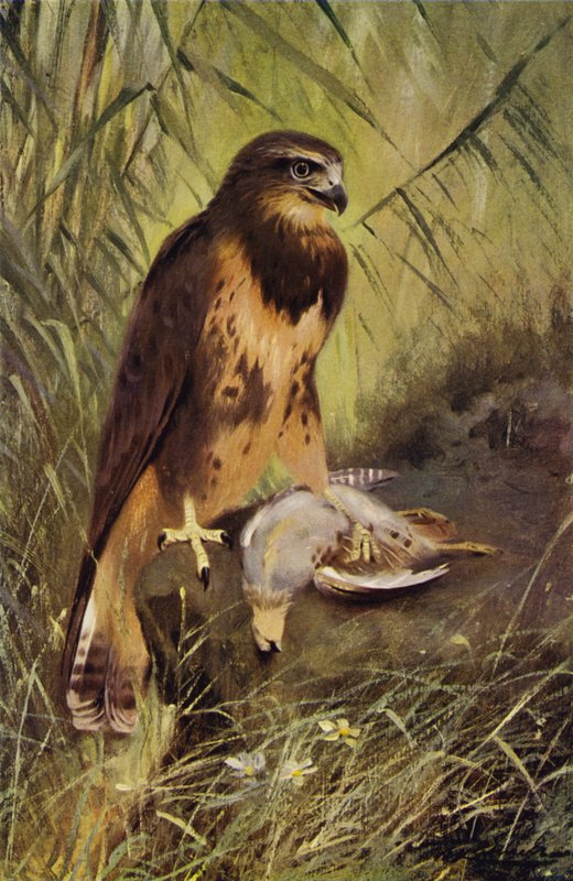 Busardo de after Wilhelm Kuhnert