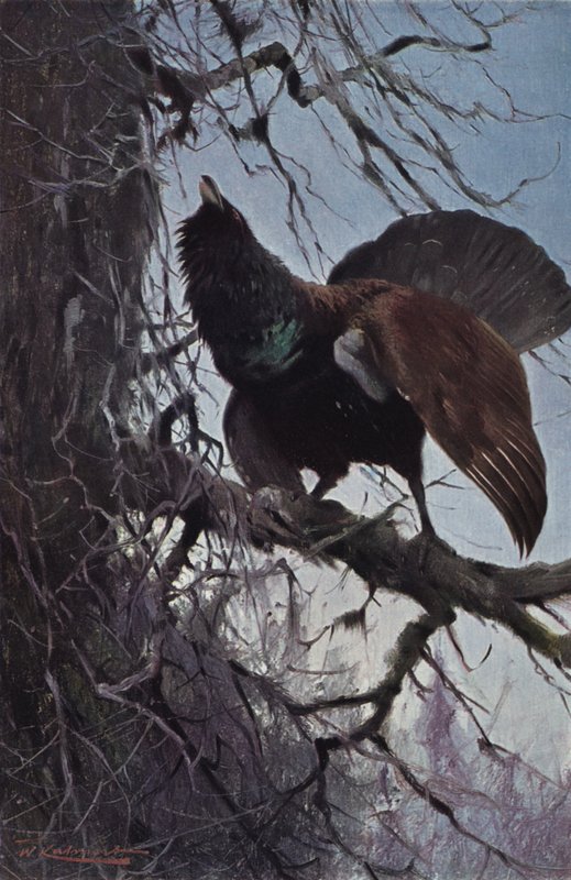 Urogallo de after Wilhelm Kuhnert