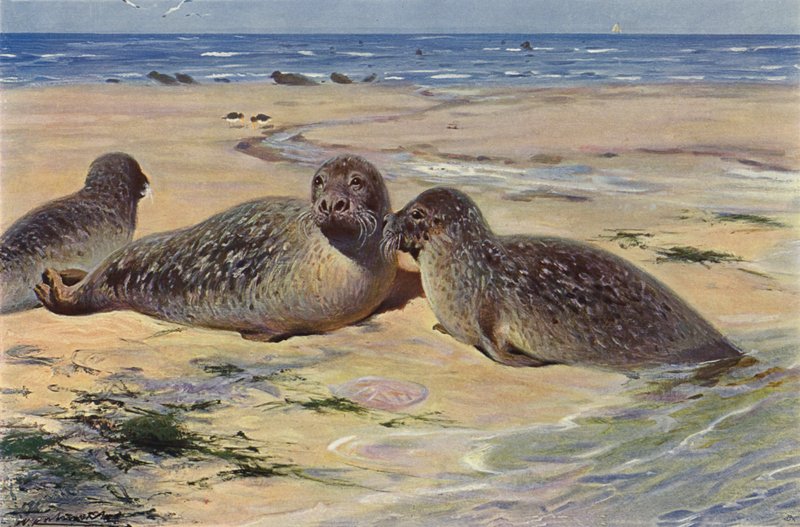 Foca común de after Wilhelm Kuhnert