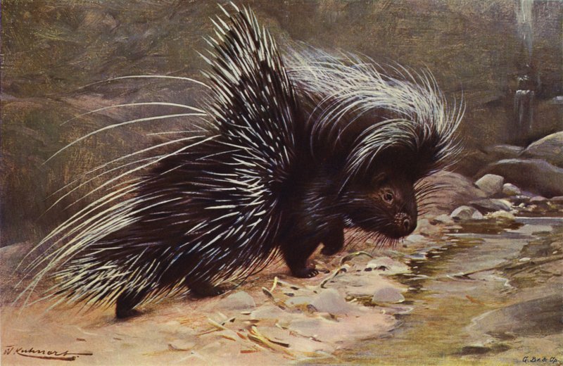 Puercoespín Crestado de after Wilhelm Kuhnert