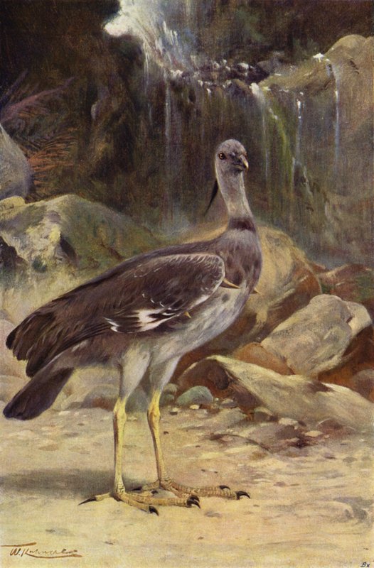 Chajá crestado de after Wilhelm Kuhnert