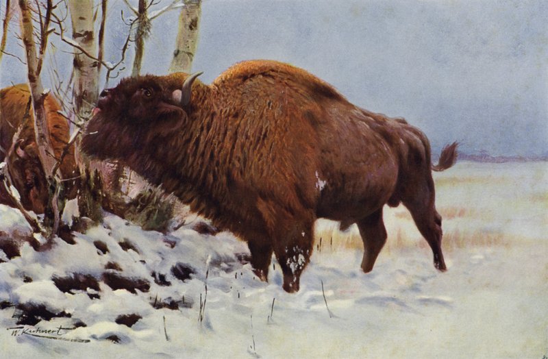 Bisonte Europeo de after Wilhelm Kuhnert
