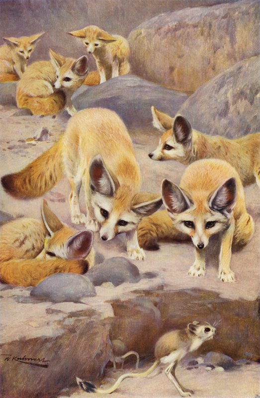 Fennec y jerbo de after Wilhelm Kuhnert