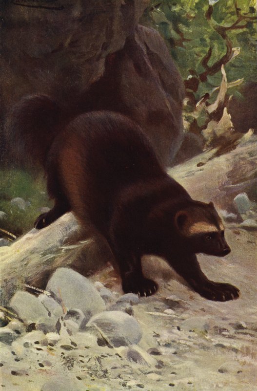 Glotón o Gulo de after Wilhelm Kuhnert