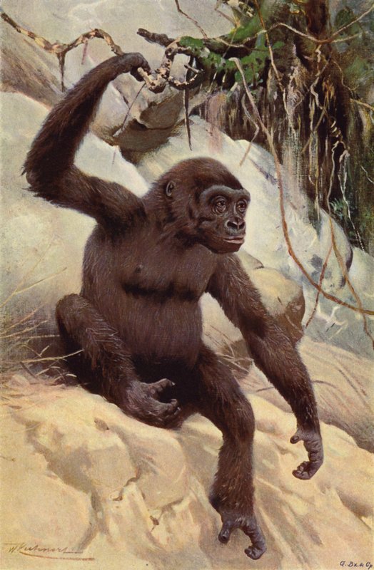 Gorila de after Wilhelm Kuhnert