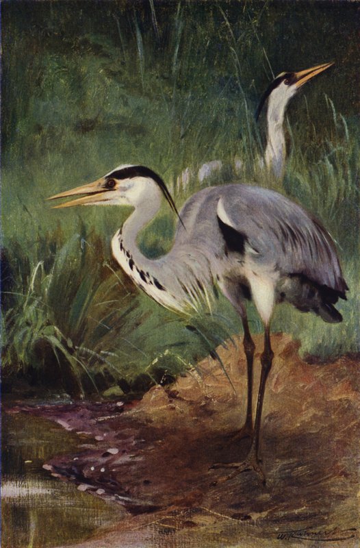 Garza de after Wilhelm Kuhnert