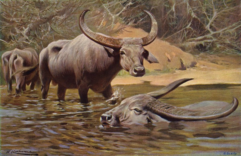 Búfalo indio de after Wilhelm Kuhnert