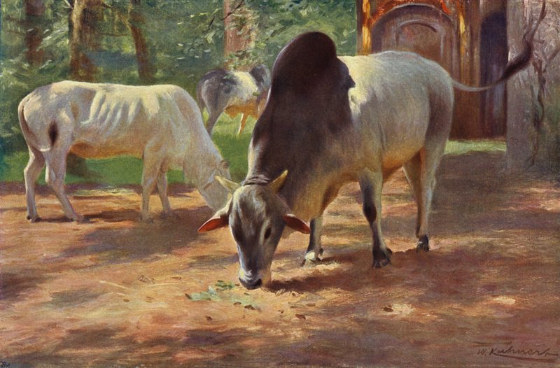 Ganado jorobado indio de after Wilhelm Kuhnert